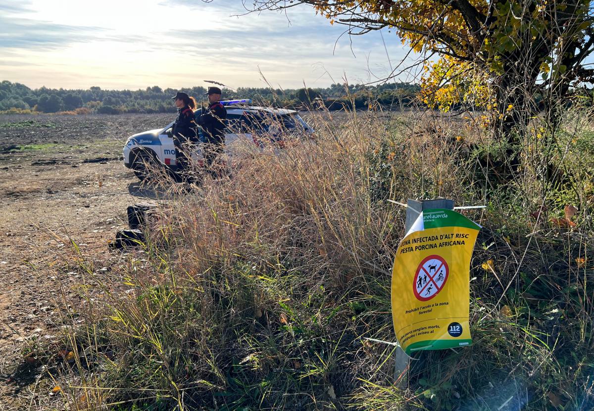 El brot de pesta porcina continua sota control i el Govern demana no abaixar la guàrdia