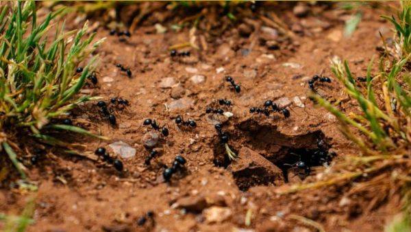 Premien un projecte sobre les formigues de les Guilleries