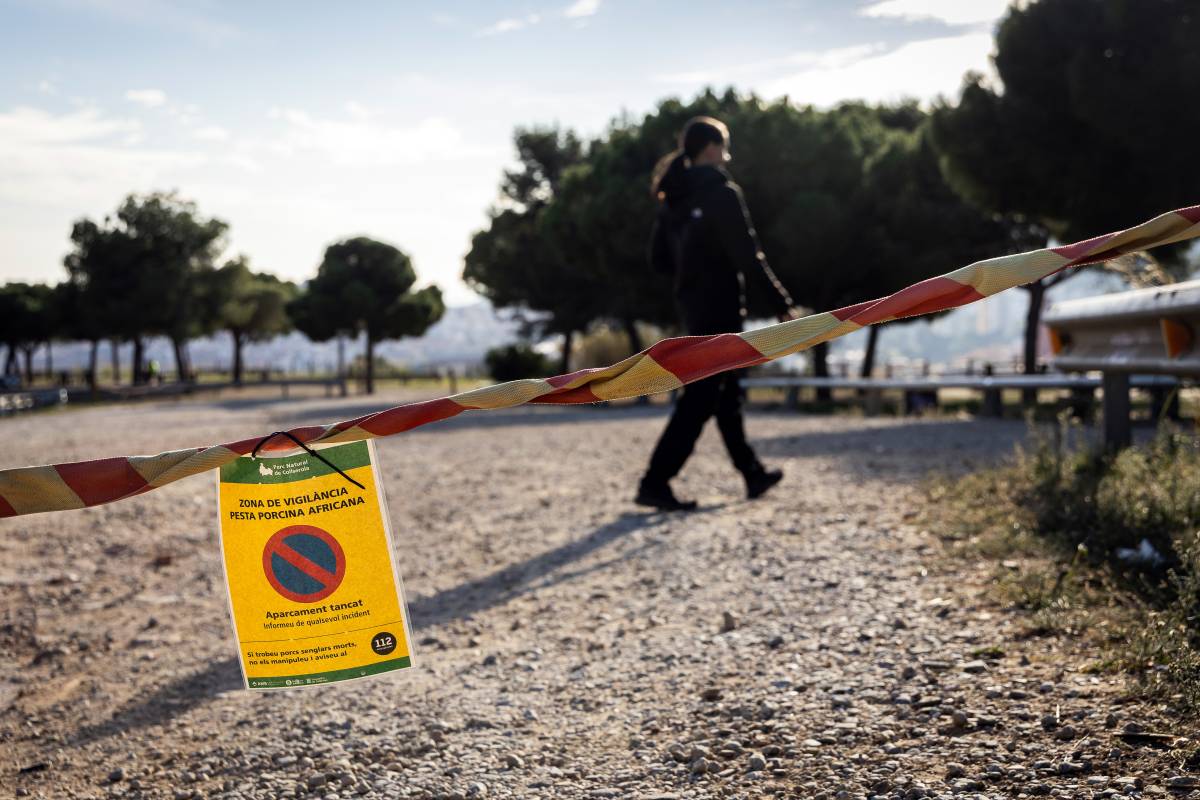 Els positius per pesta porcina ja freguen els 200