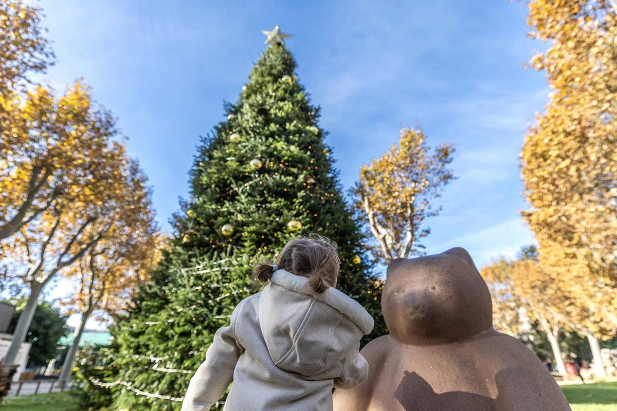 Un avet de 12 metres dona la benvinguda al Zoo de Barcelona - BSM Un avet de 12 metres dona la benvinguda al Zoo de Barcelona