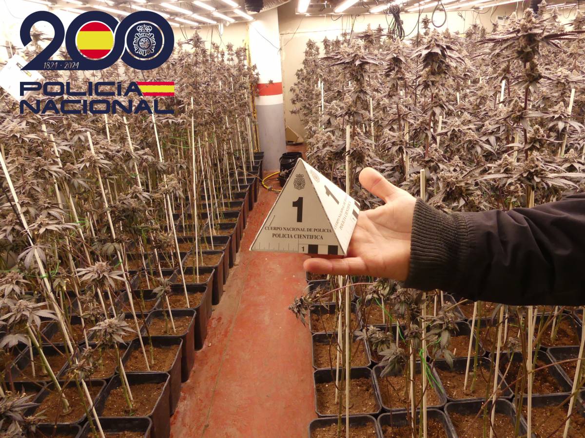 Plantació de marihuana trobada a Sant Cugat - Cedida Plantació de marihuana trobada a Sant Cugat