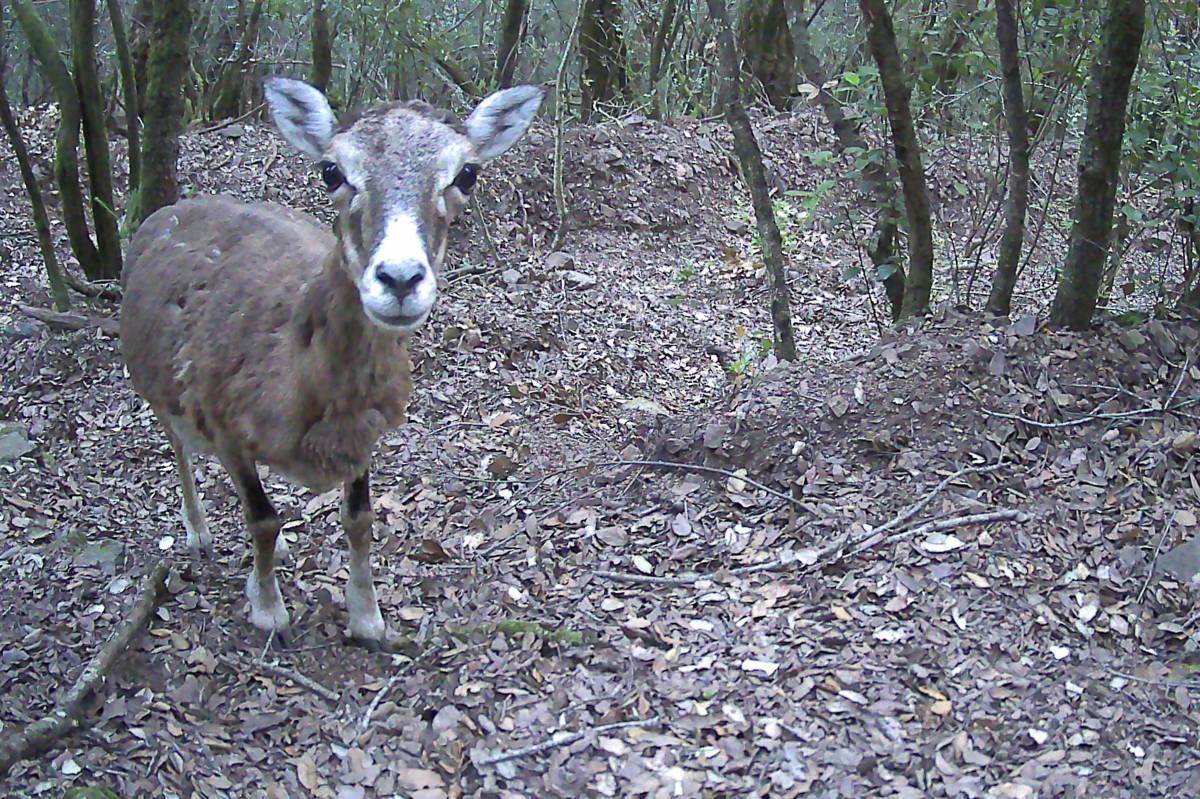 La fauna del Montseny canvia d'hàbits per culpa dels humans, segons un estudi