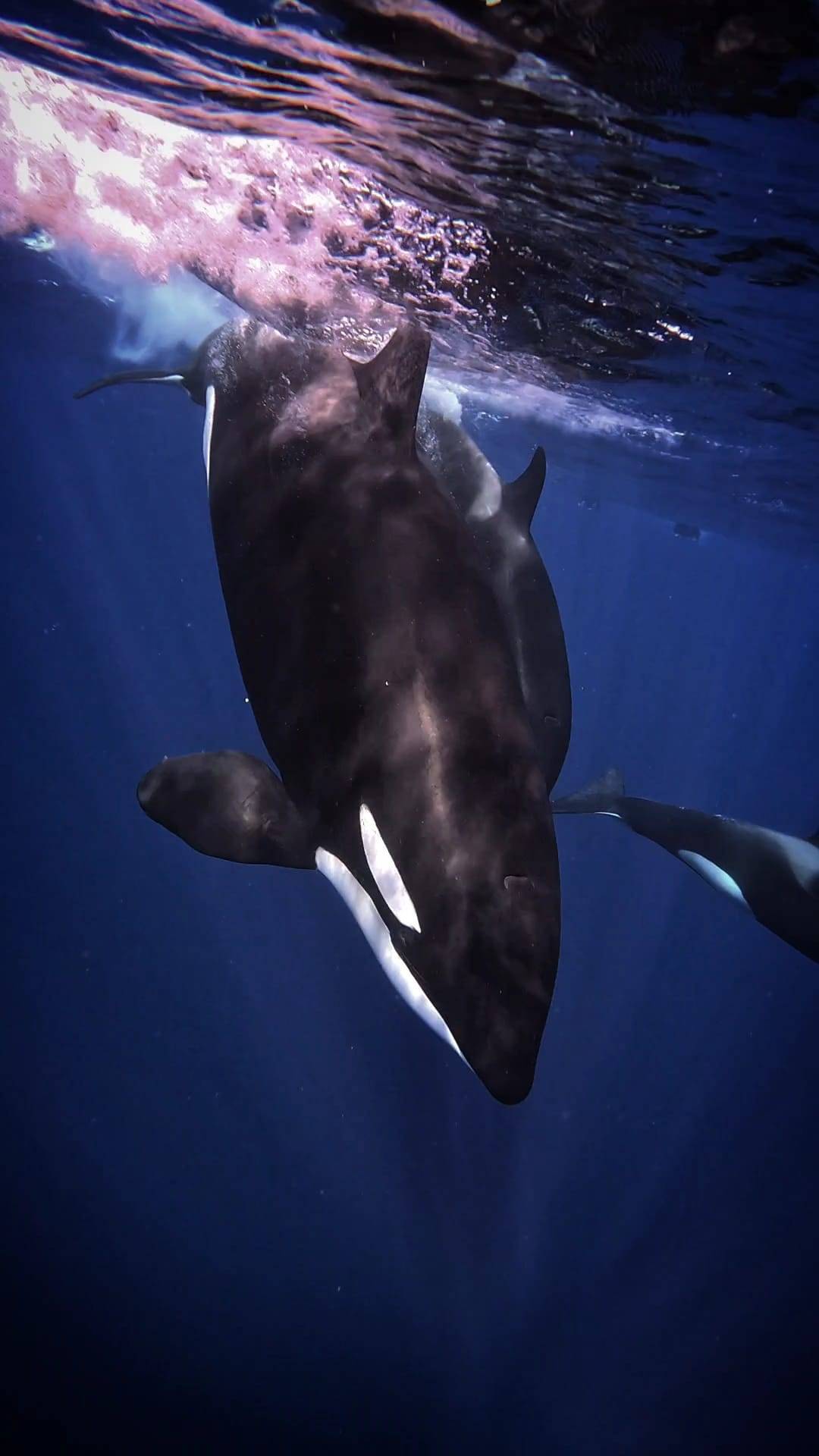 Els fons marí, a Mèxic - Cedida - D.G. Els fons marí, a Mèxic