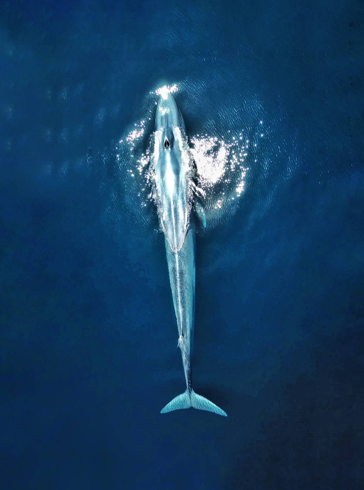 Els fons marí, a Mèxic - Cedida - D.G. Els fons marí, a Mèxic