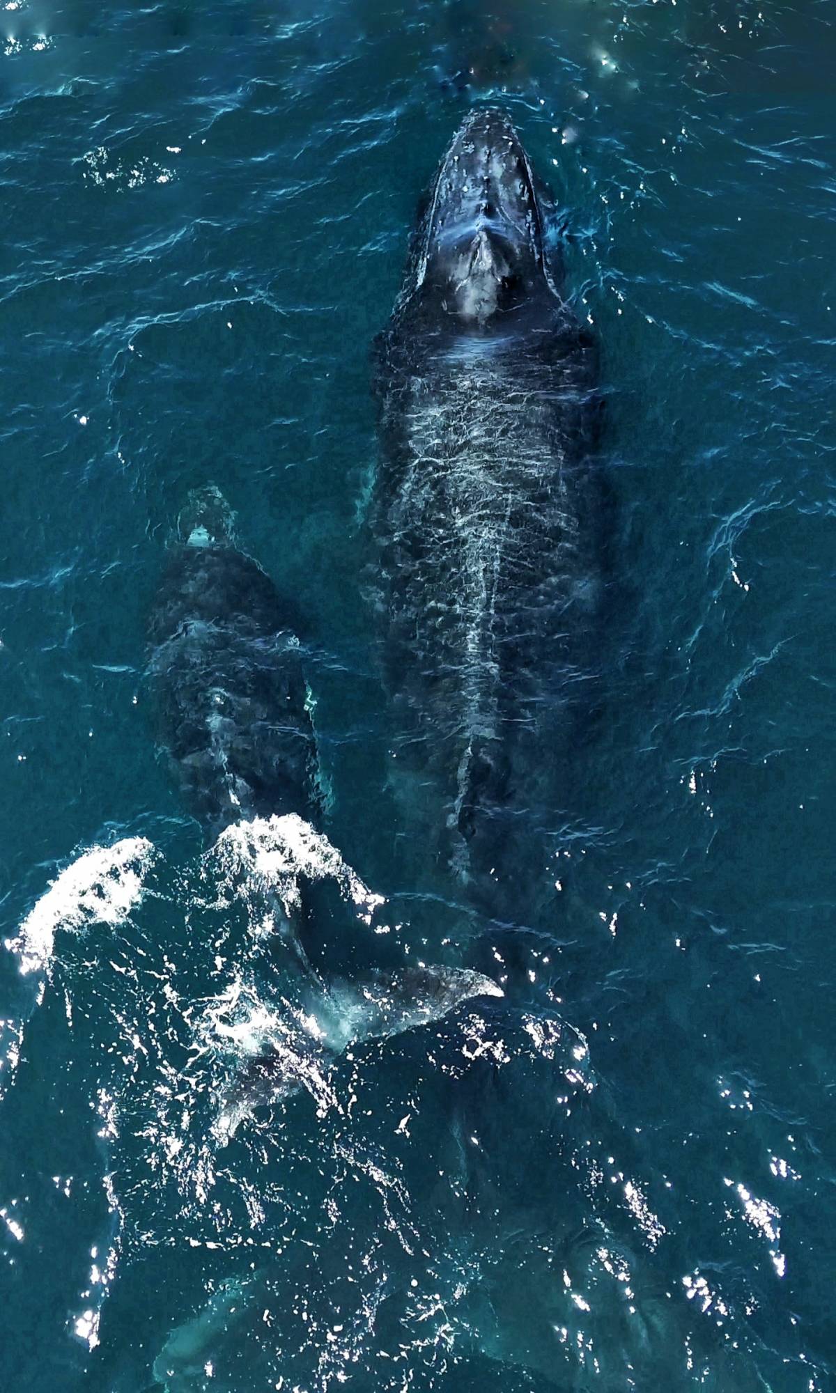 Els fons marí, a Mèxic - Cedida - D.G. Els fons marí, a Mèxic