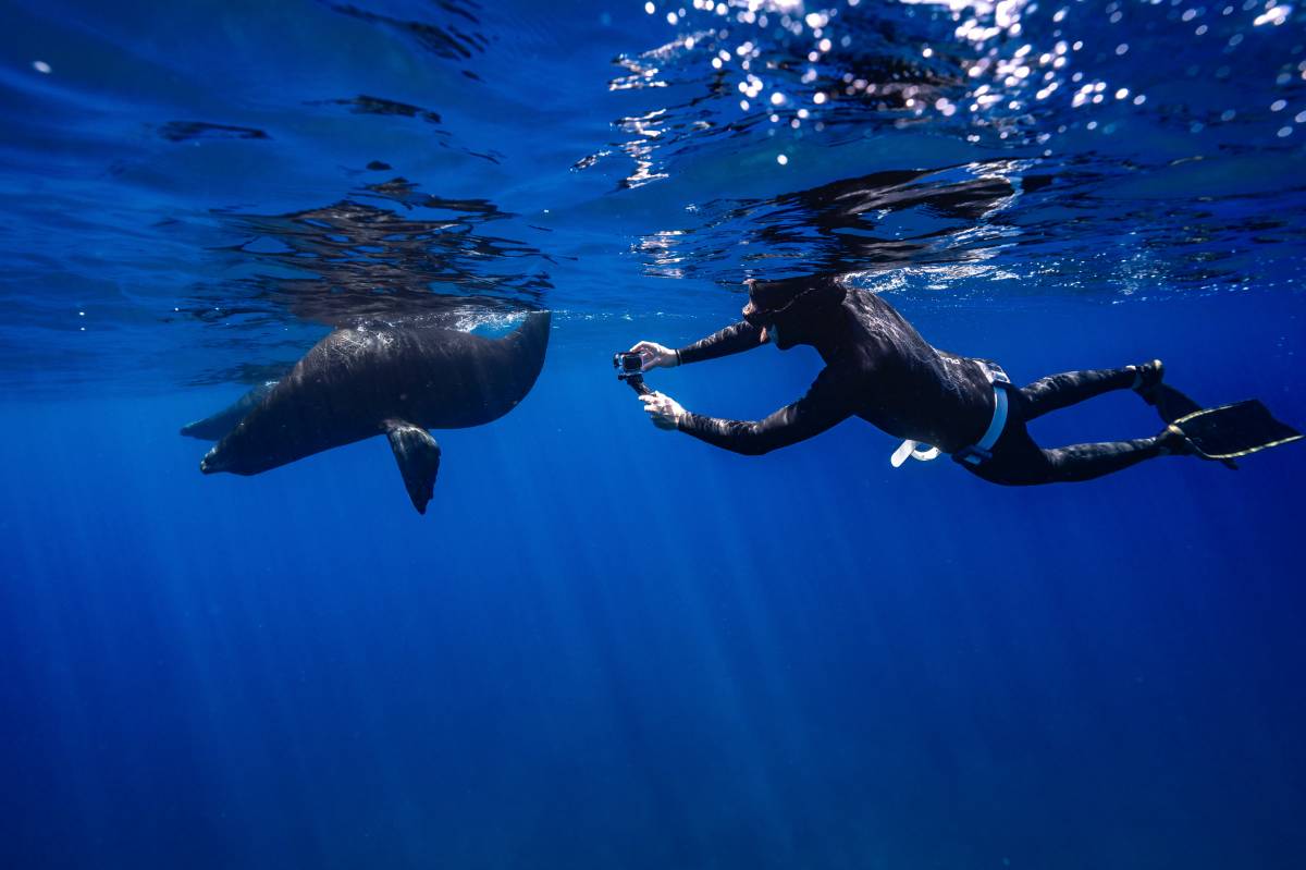 Els fons marí, a Mèxic - Cedida - D.G. Els fons marí, a Mèxic