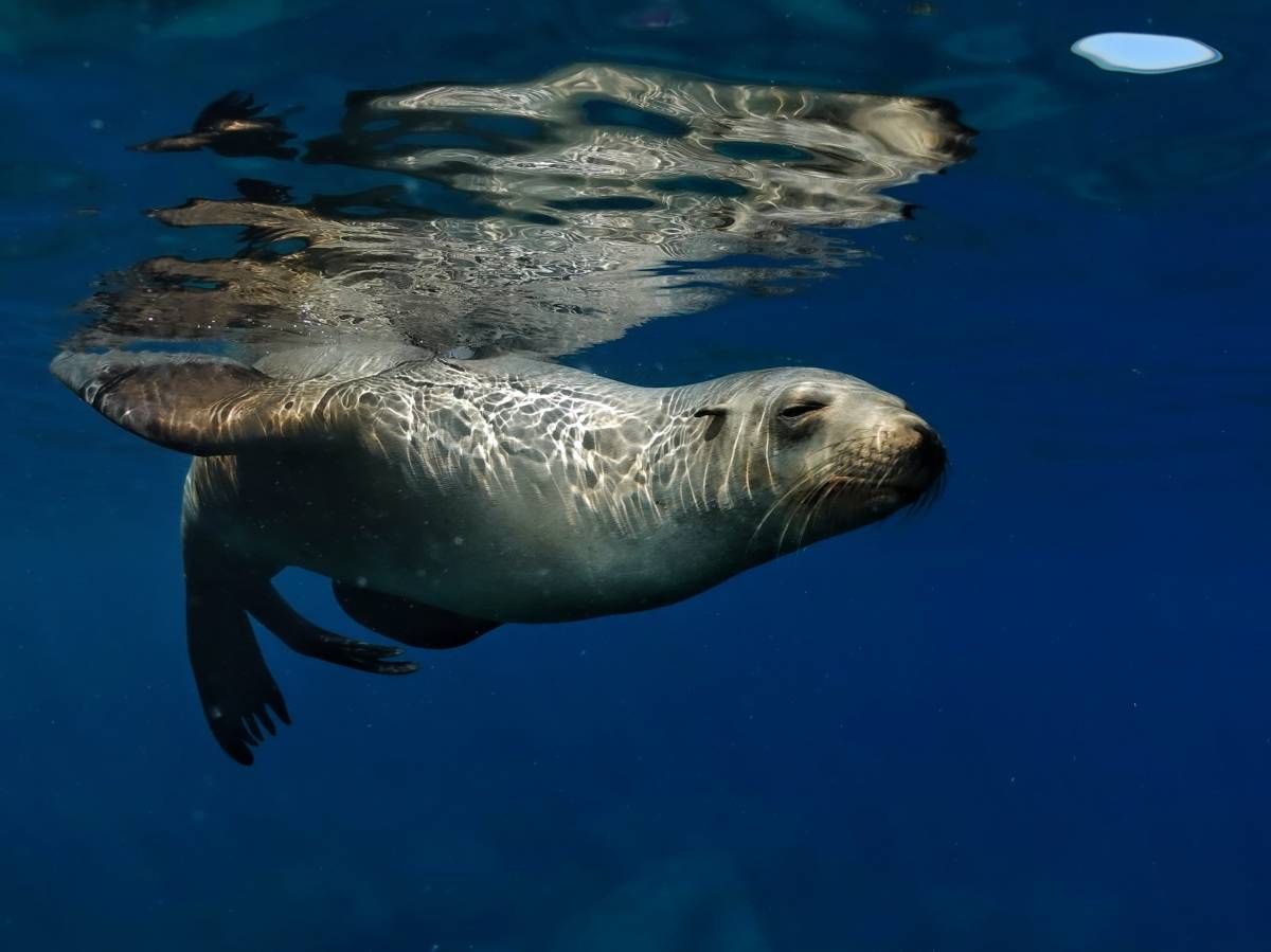 Els fons marí, a Mèxic - Cedida - D.G. Els fons marí, a Mèxic