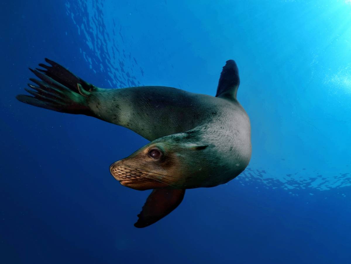 Els fons marí, a Mèxic - Cedida - D.G. Els fons marí, a Mèxic