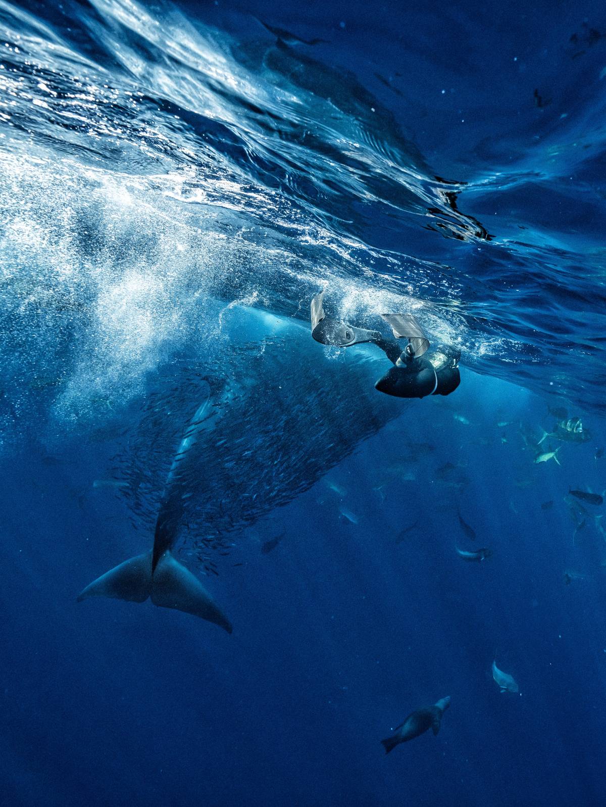 Els fons marí, a Mèxic - Cedida - D.G. Els fons marí, a Mèxic