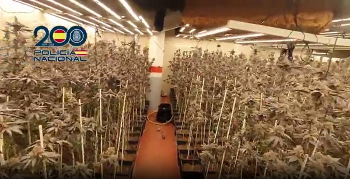 Un detingut a Riells i Viabrea en una operació contra el cultiu de marihuana