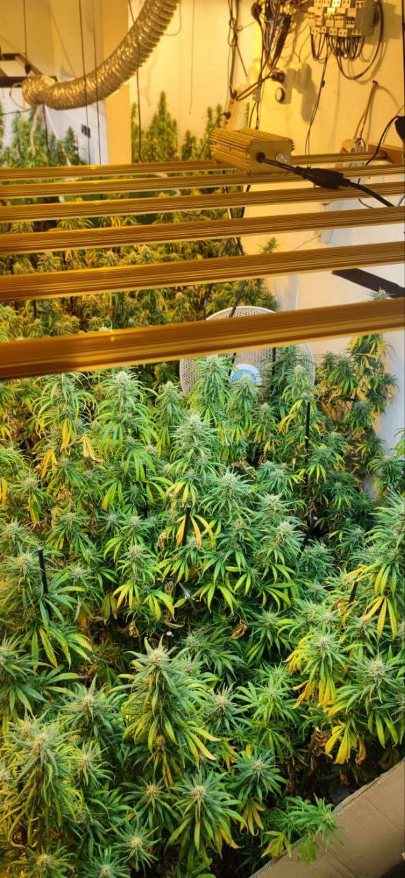 Detenen dues persones per cultiu de marihuana a dins d'una casa