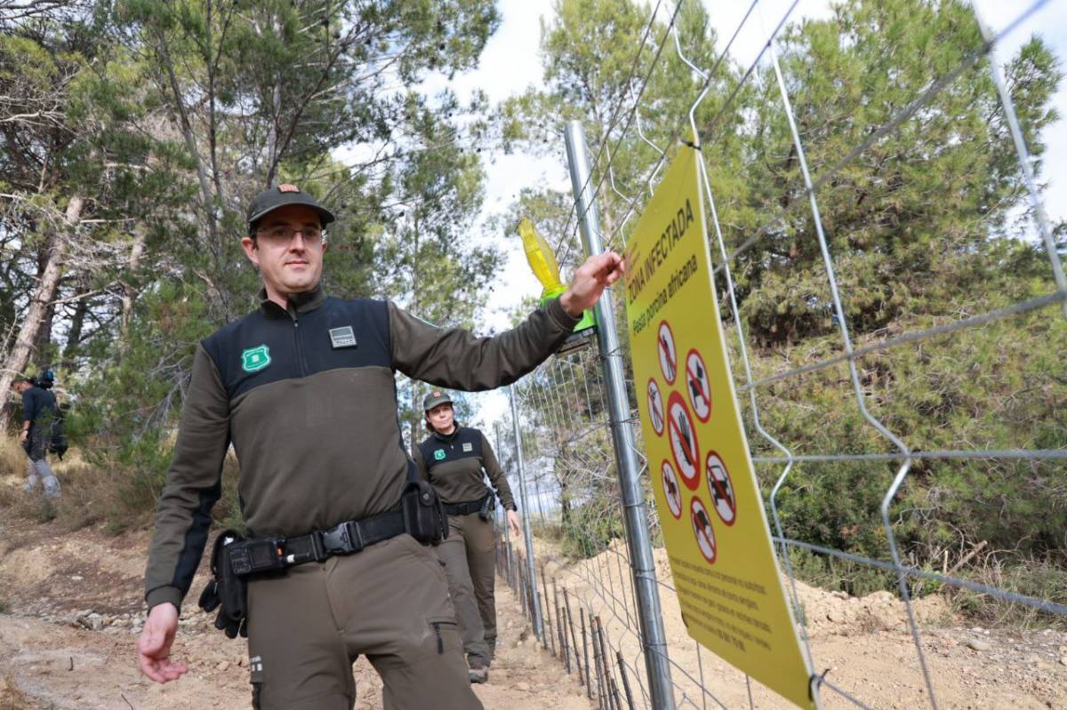 Els Agents Rurals comencen a capturar senglars en el segon radi del brot