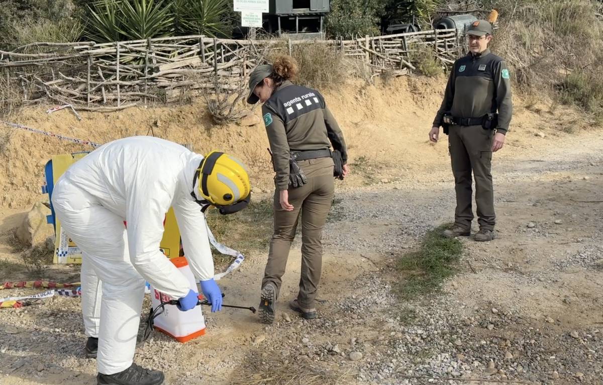 Agricultura confirma tres positius més de pesta porcina africana i eleva el total a 16