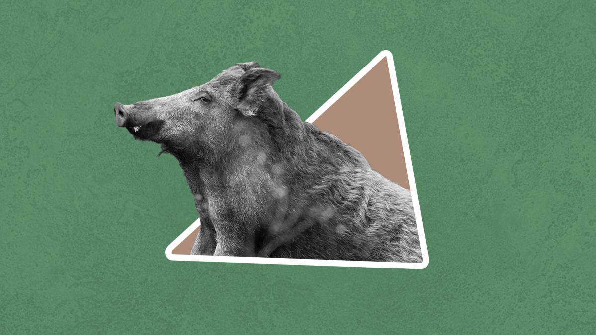 Aquest any hem après... Que la pesta porcina pot fer trontollar l'economia del país