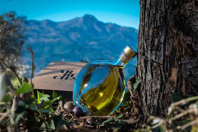 Un oli d'oliva del Montseny entre els millors de Catalunya