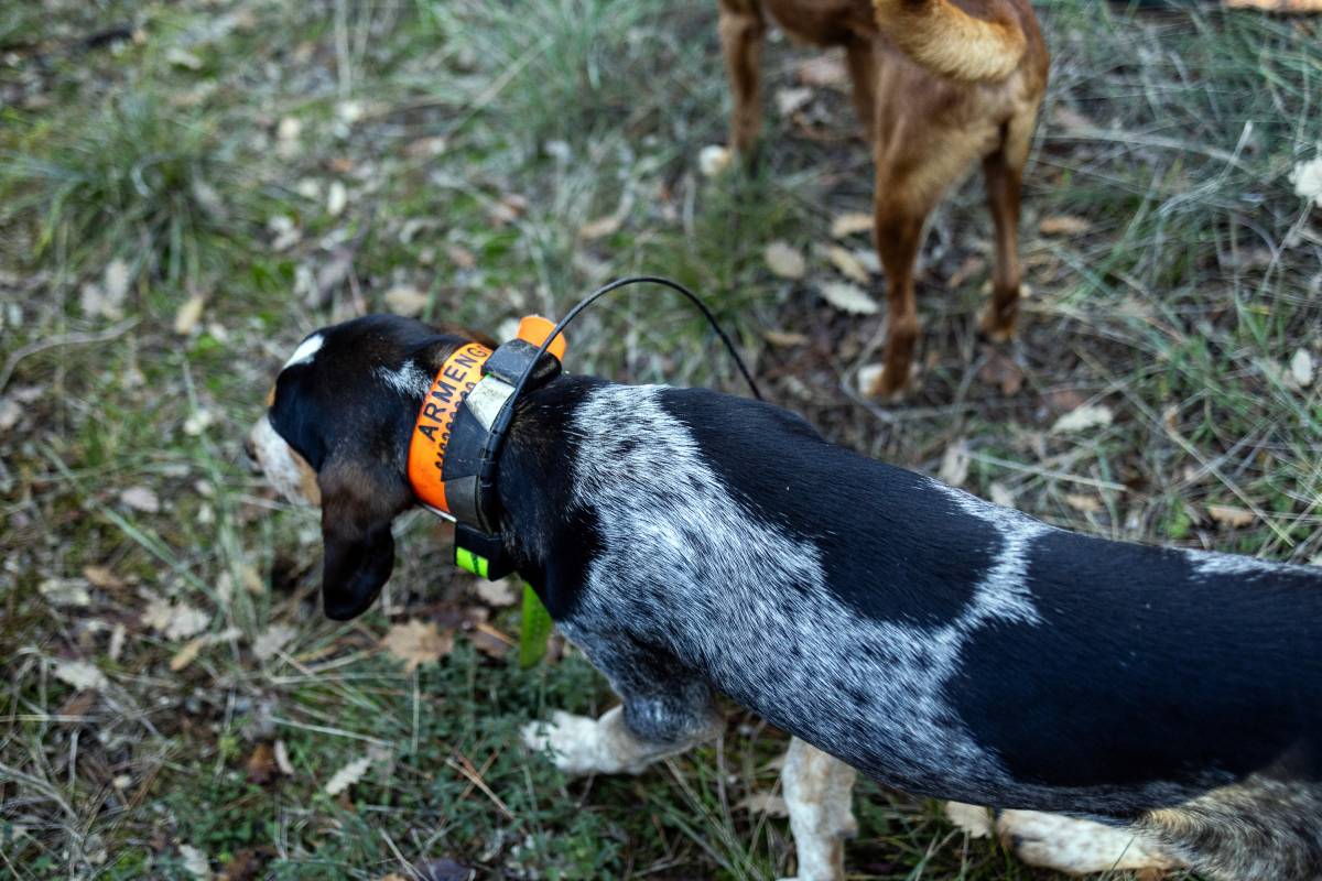 Els gossos actualment porten un collar GPS per localitzar-los - Hugo Fernández