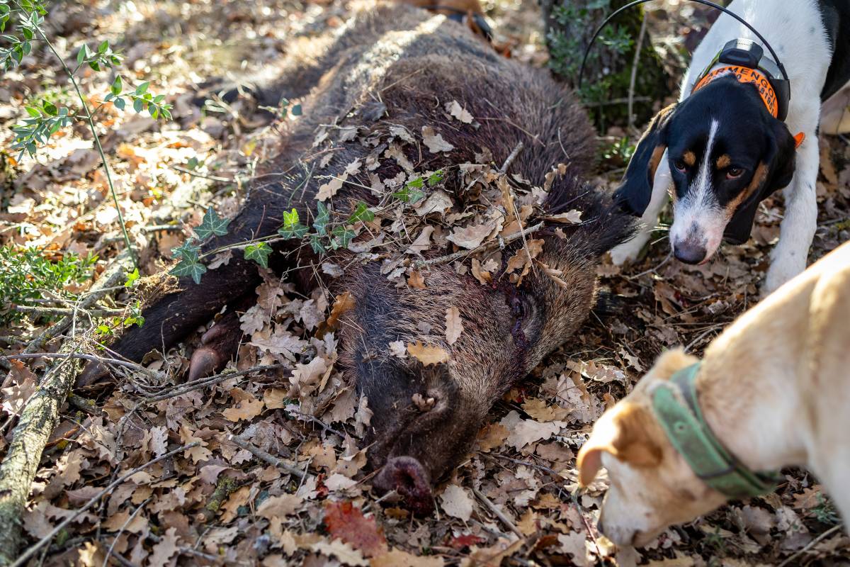 Els gossos són els encarregats de perseguir i localitzar els senglars morts - Hugo Fernández