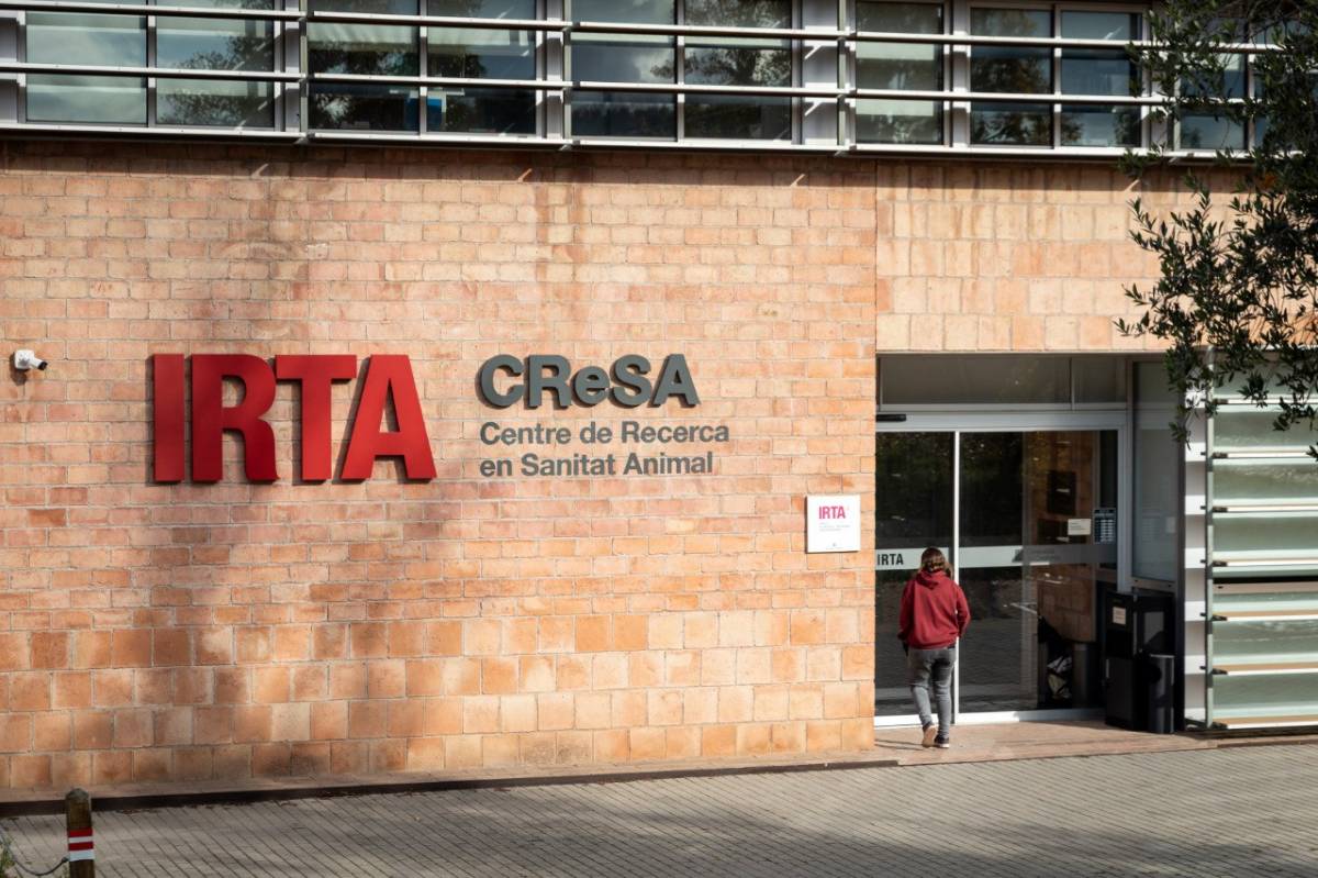 El CReSA envia al laboratori europeu el virus de PPA que utilitzava per veure si coincideix amb el del brot