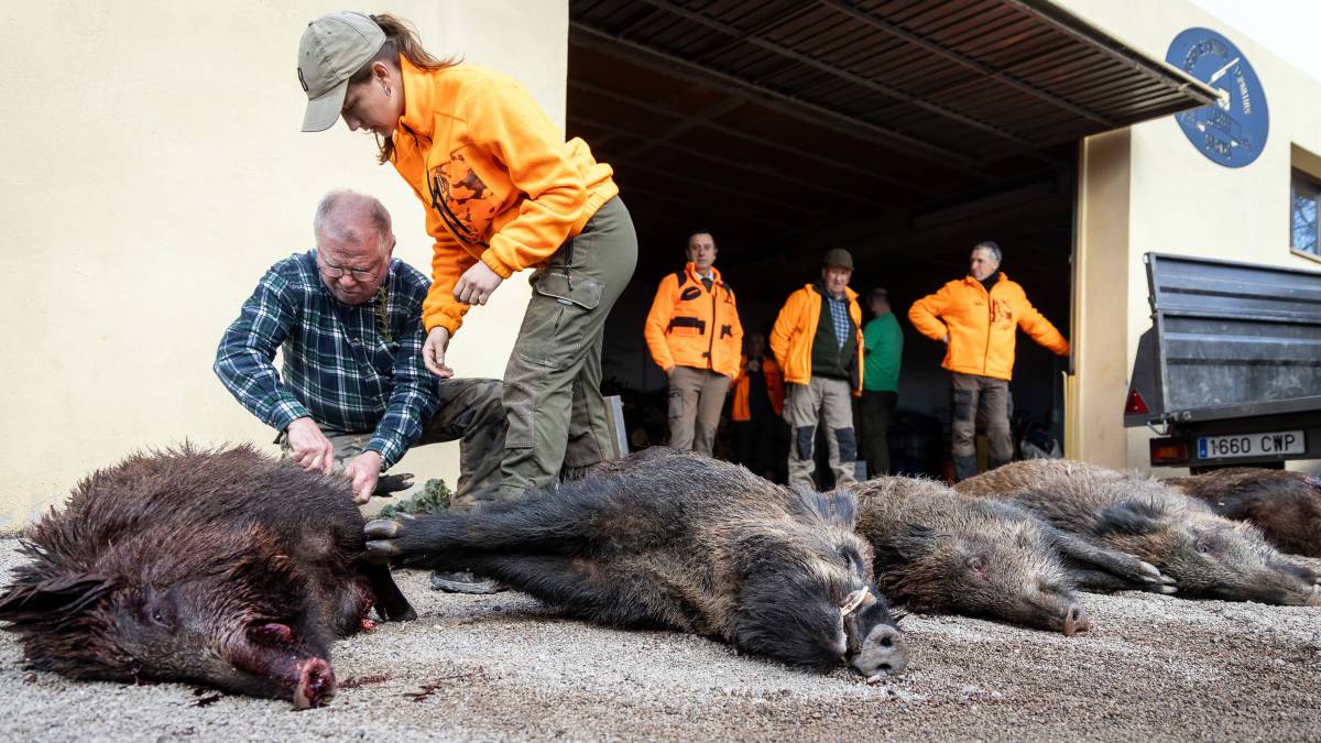 Una batuda de senglar en temps de pesta: «Hem passat d'assassins a herois»