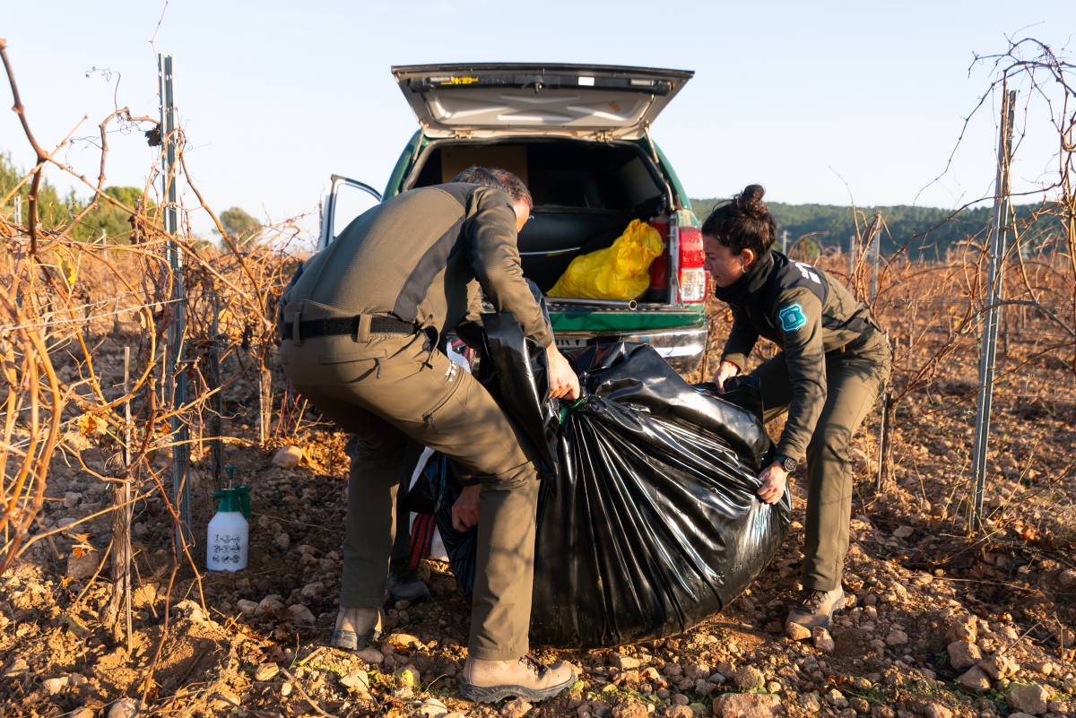 Els positius de pesta porcina ja superen el centenar