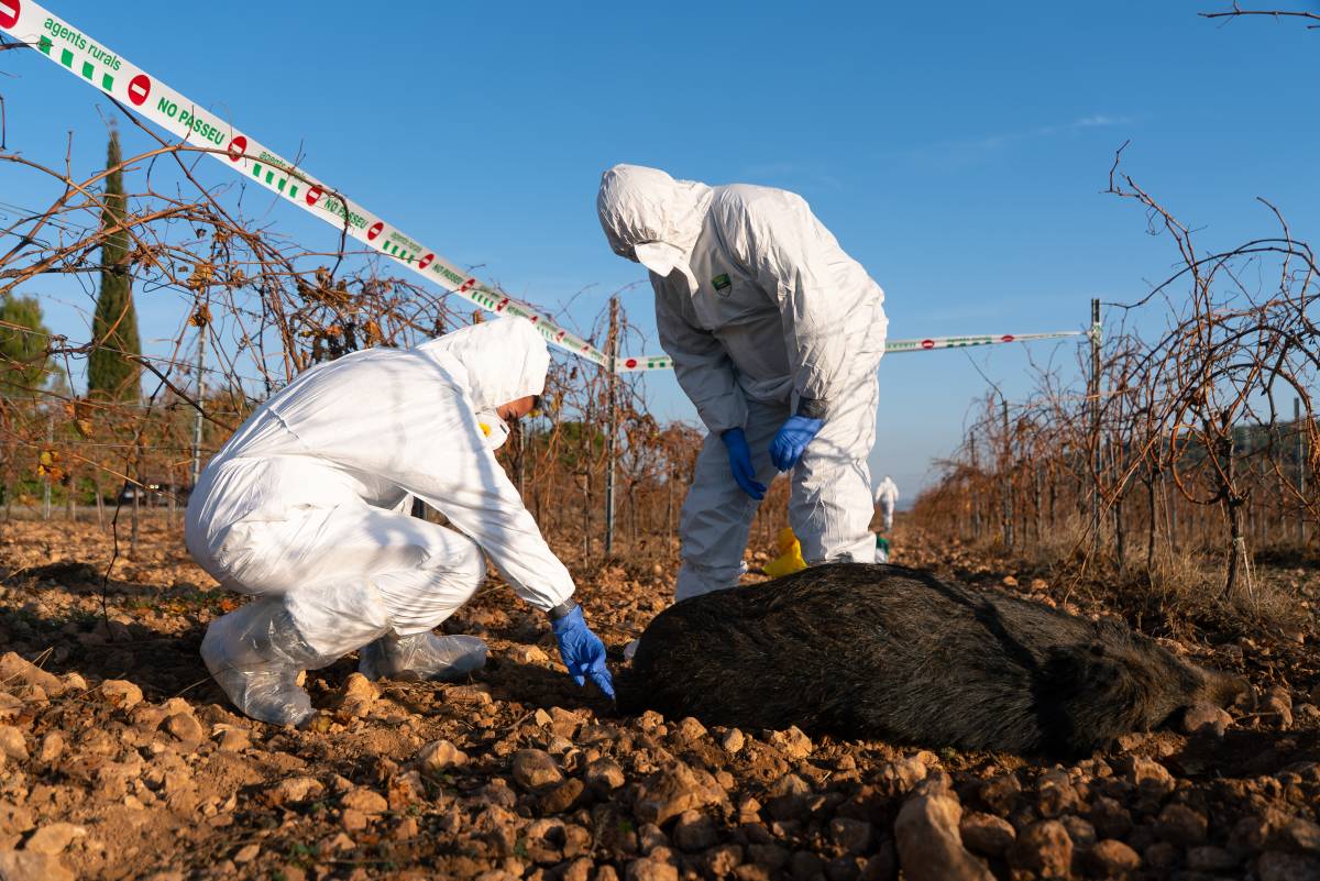 Illa defensa la gestió de la pesta porcina i avisa l'oposició: «No ho acabarem en una setmana»