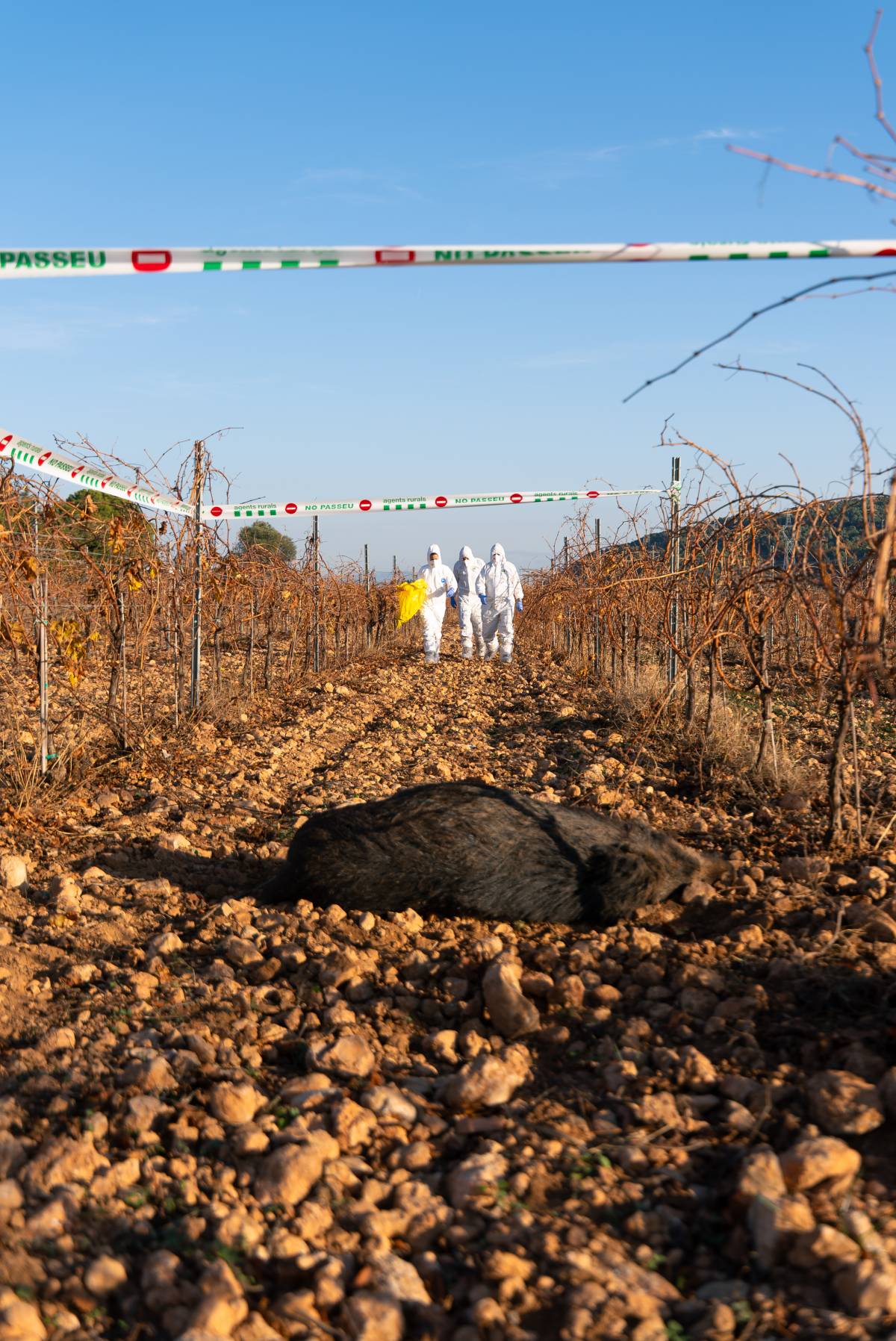 Localitzen 10 senglars més positius: «És normal i no cal canviar l'operatiu»