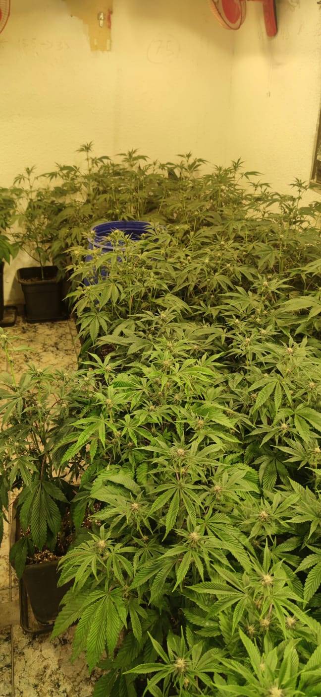 Desmantellen una plantació de marihuana a Badia