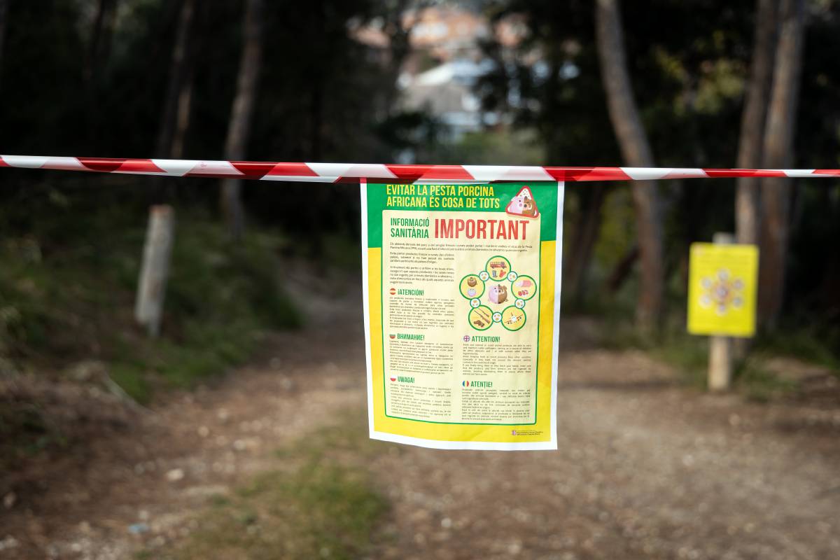 El conseller Ordeig avança que les restriccions per la pesta porcina s’aixecaran dos mesos després de l’últim positiu detectat