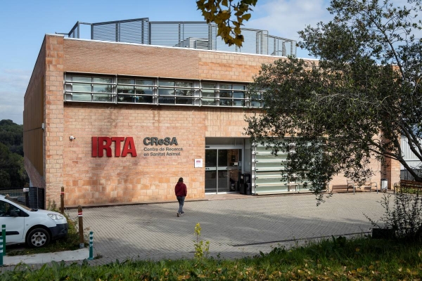 Escorcollen per segon cop l’IRTA-CReSA per la pesta porcina africana