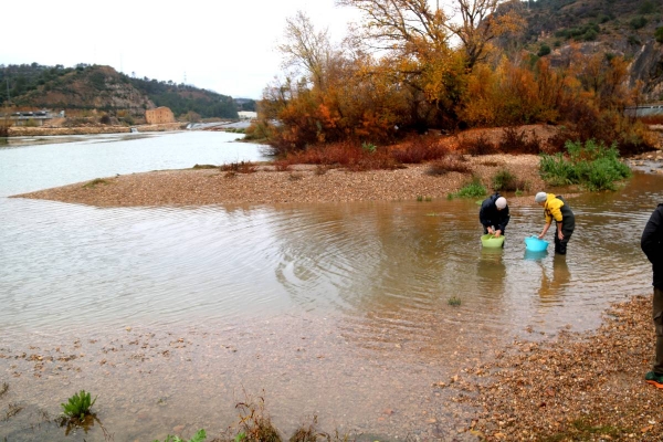L'IDECE i el CERM alliberen 44 esturions al riu Ebre per recuperar l'espècie