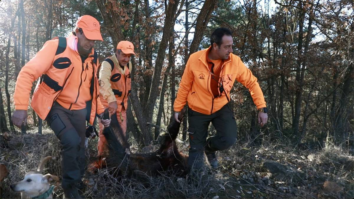 Catalunya, un país que caça molts senglars i quasi no en menja