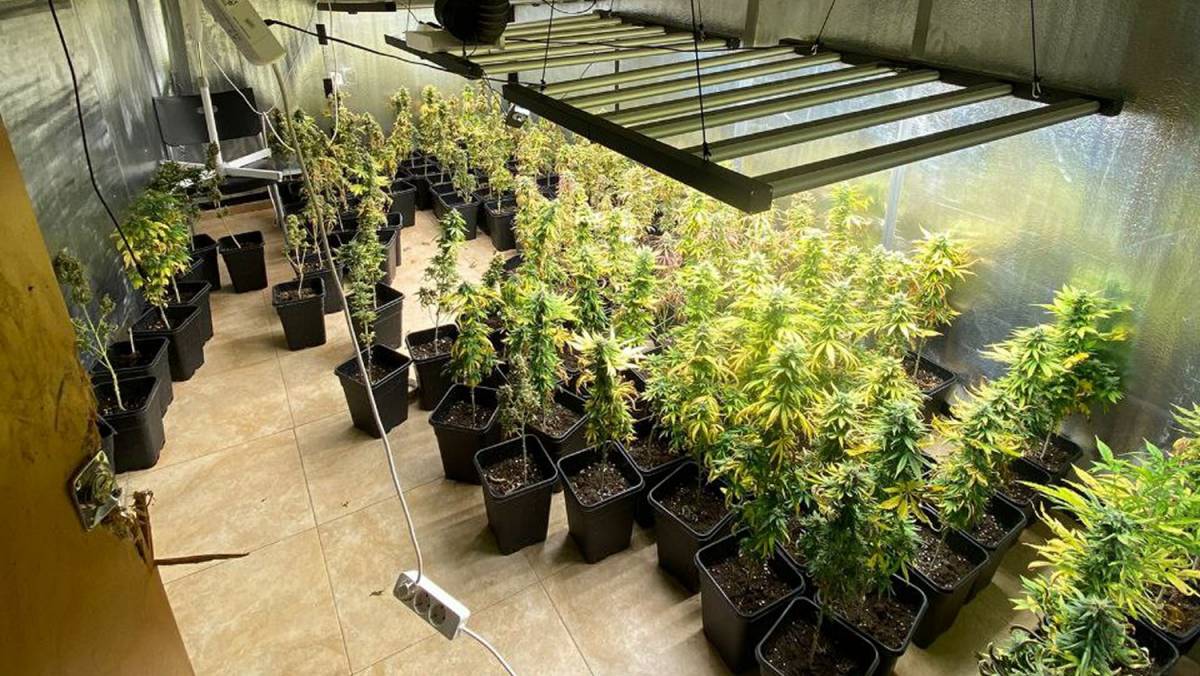 Truquen als Mossos per una inundació a casa i acaben delatant la plantació de marihuana que tenen
