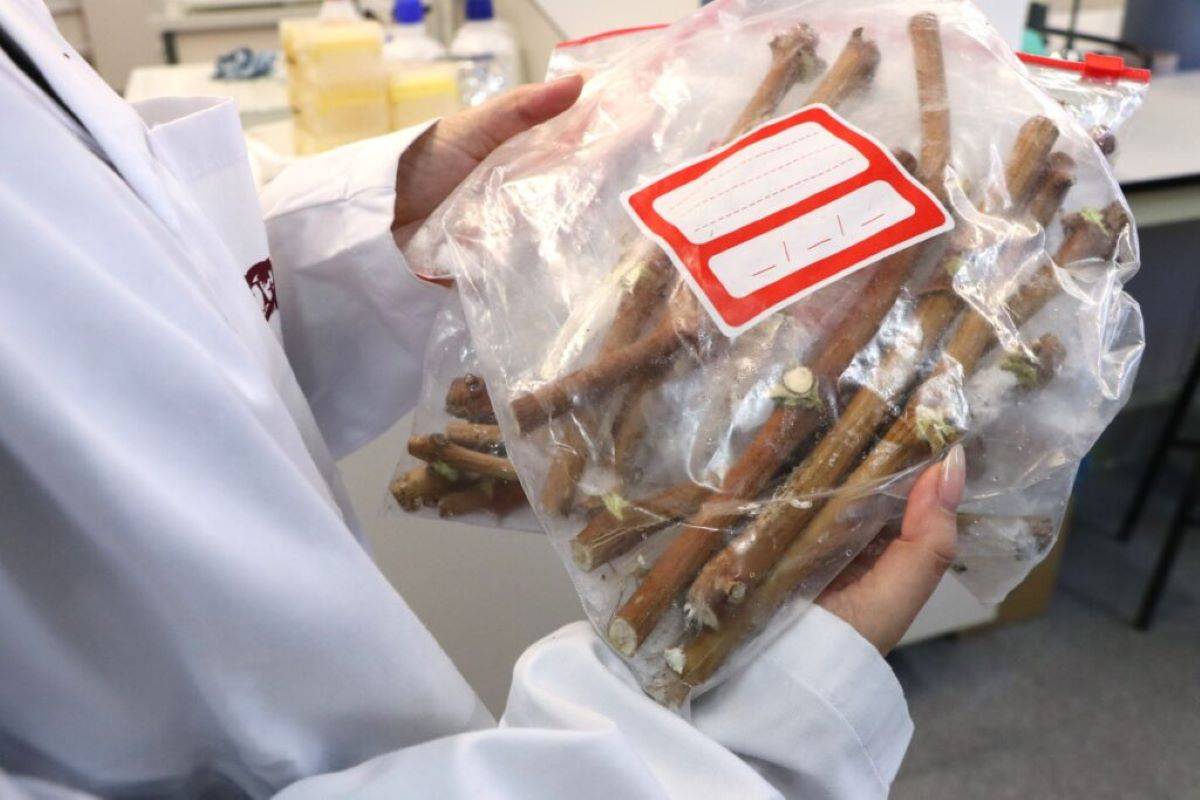 Investigadors de la URV identifiquen tres noves varietats de vinya