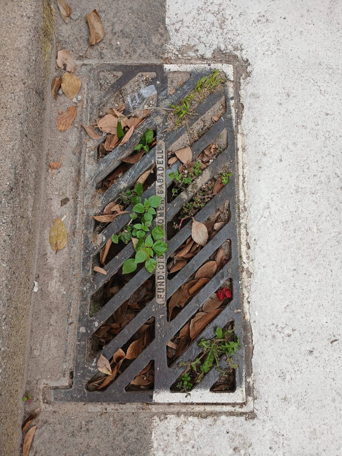 “L’embornal no absorbeix l’aigua”