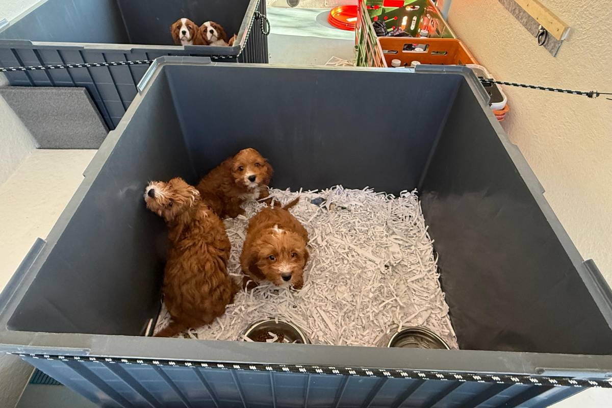 Intercepten una furgoneta que traslladava cadells de gossos d'Eslovàquia de forma irregular