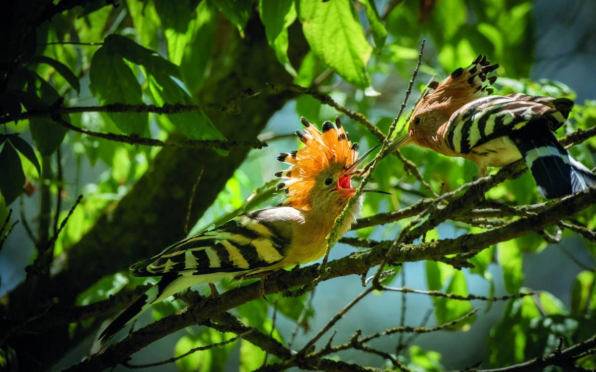 L'Ajuntament dedica el calendari del 2026 a la fauna del riu Cardener al seu pas per Manresa