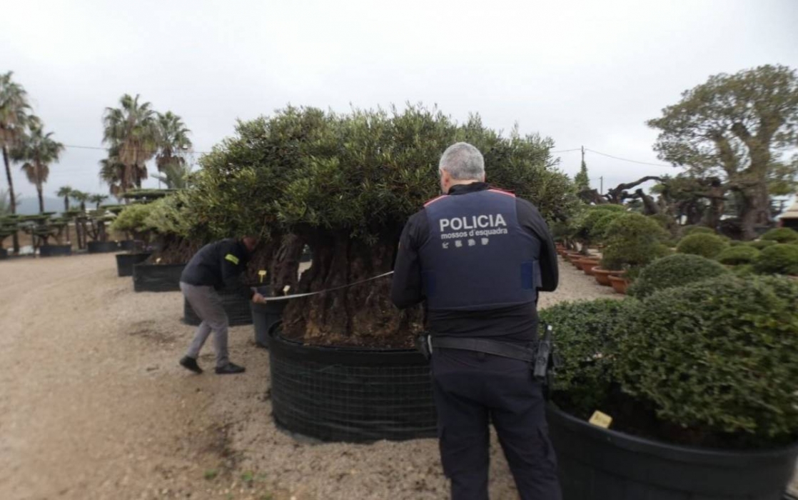 Els Mossos denuncien una empresa a Santa Barbara per intentar arrencar oliveres monumentals protegides