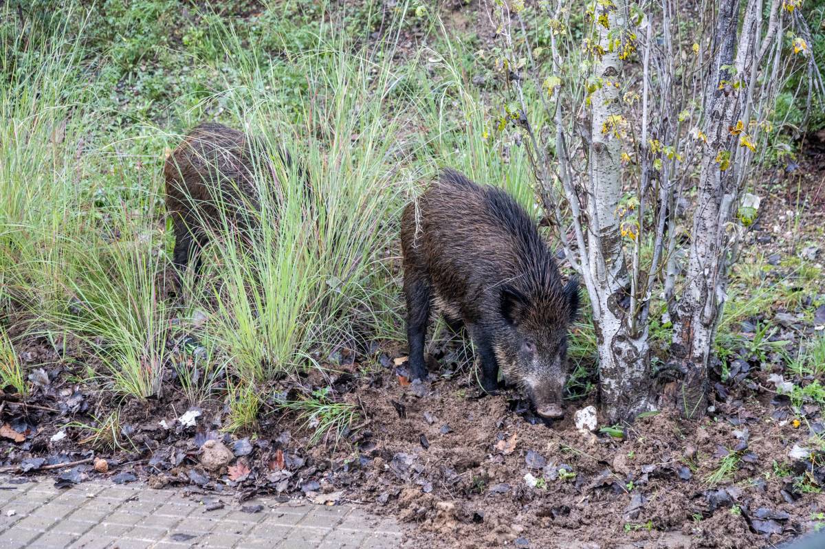 VÍDEO | Apareixen diversos porcs senglars passejant de nit pels carrers de Sabadell