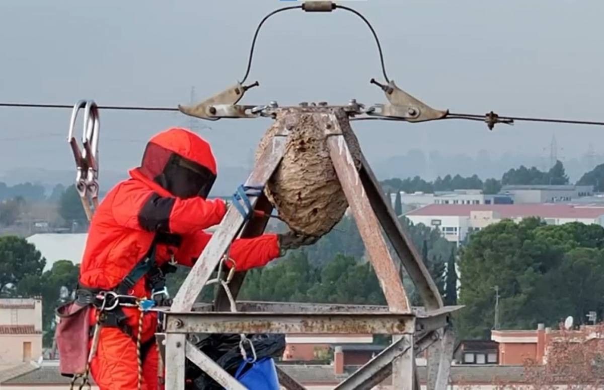 VÍDEO | Espectaculars imatges aèries de la retirada d'un niu de vespes asiàtiques d'una torre d'alta tensió a Rubí