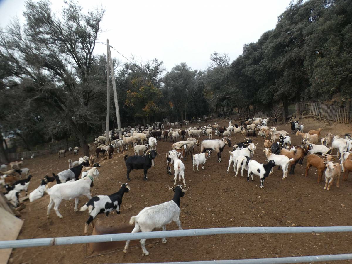 Una imatge de les cabres de Riells i Viabrea. - Mossos d'Esquadra