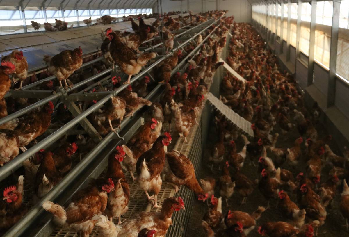 I ara, la grip aviària: entra en una granja de Catalunya en plena crisi de la pesta porcina