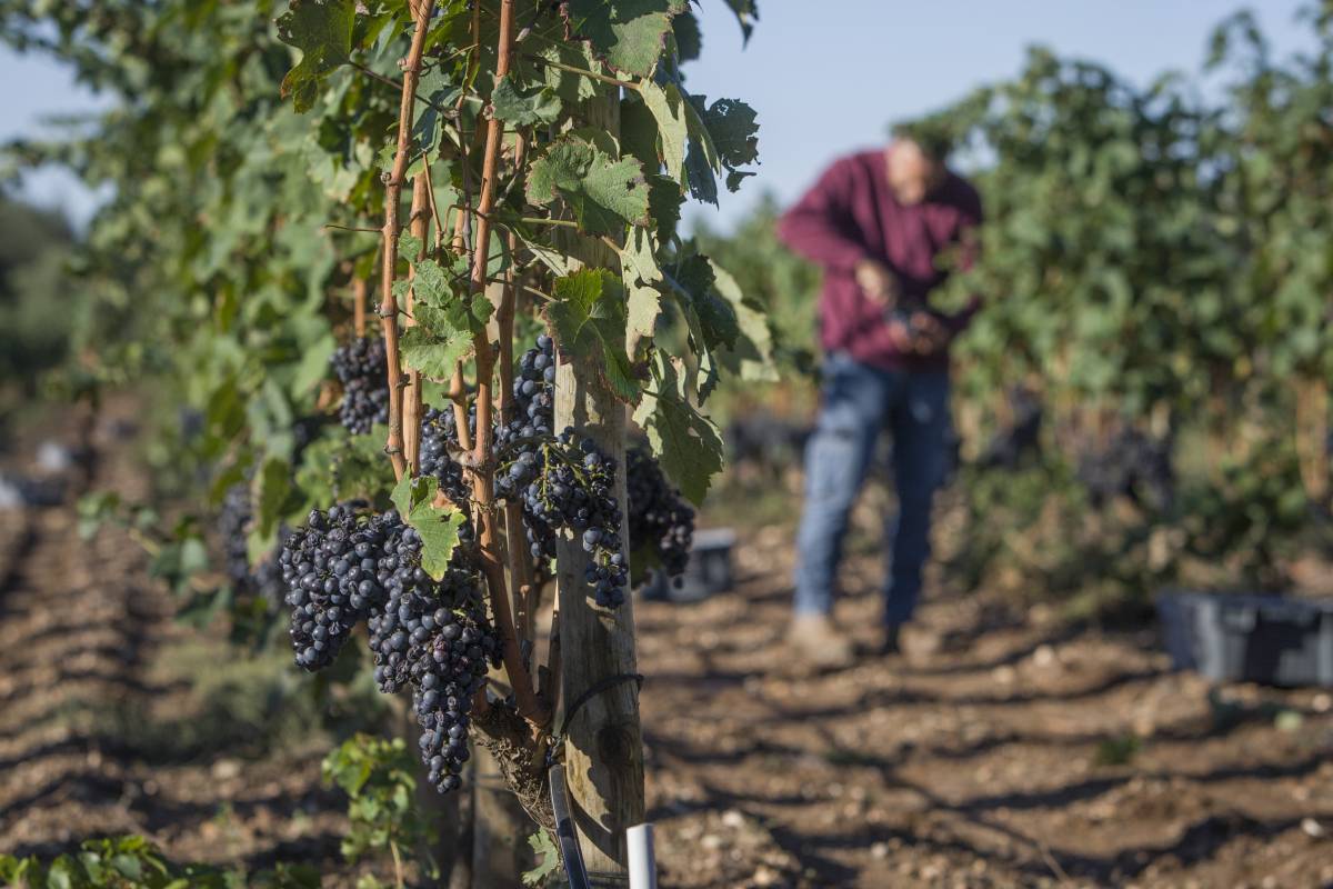 Raïm terrassenc amb més de 500 anys d’història