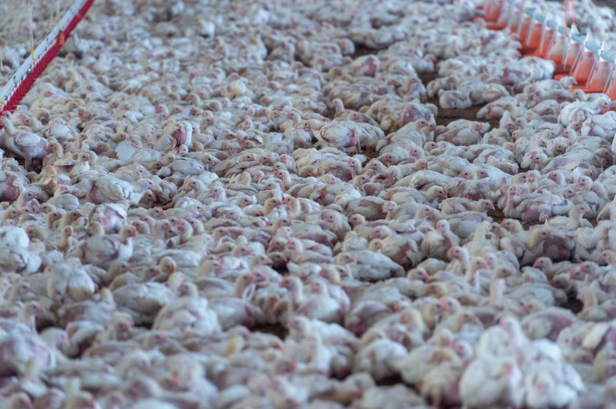 Què és la grip aviària? 10 preguntes amb resposta