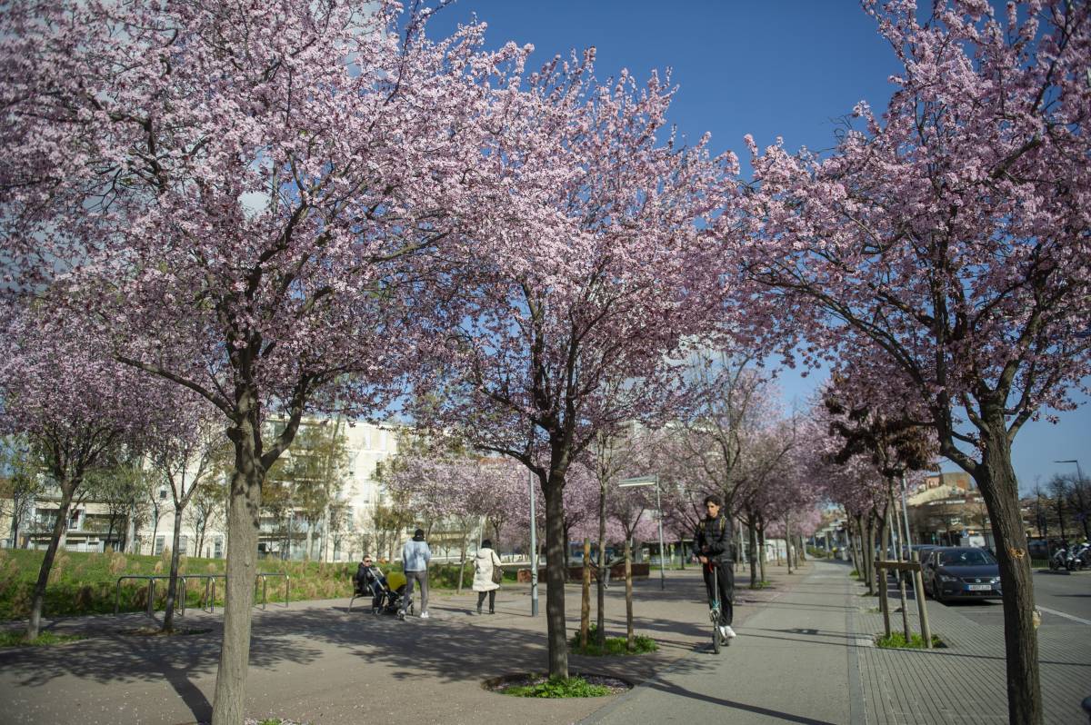 Resum de l'any 2025 a Terrassa: al març, menys arbres a la ciutat pel canvi climàtic i la sequera 
