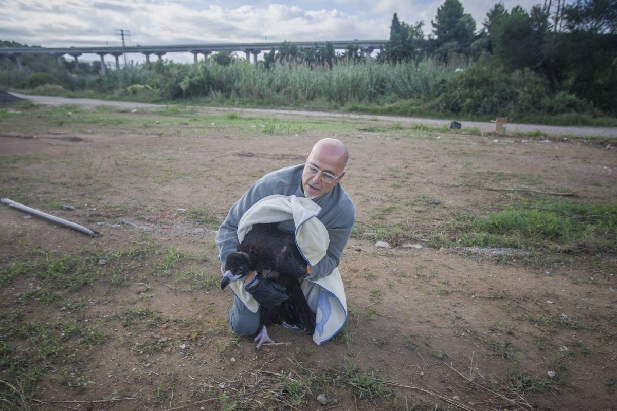 Rescat d`un voltor negre al barri de Can Jofresa