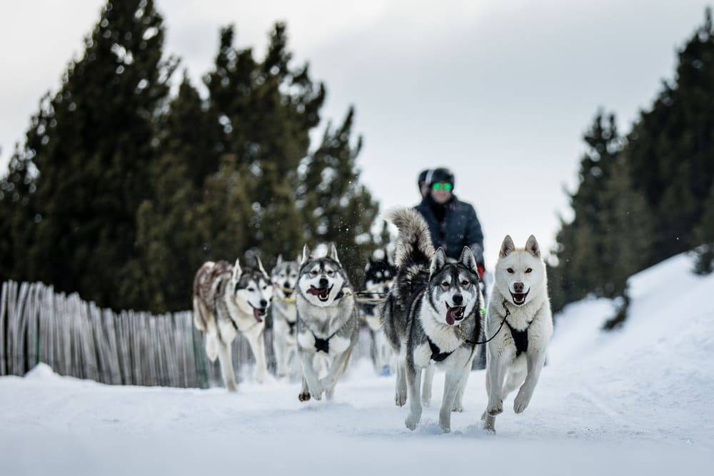 Tuixent la Vansa Cau de llops