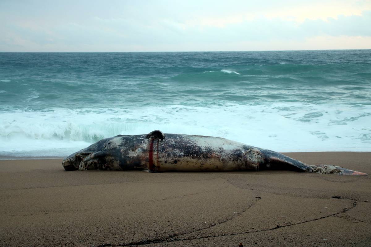 Apareix una cria de catxalot morta a Platja d'Aro arrossegada pel temporal marítim