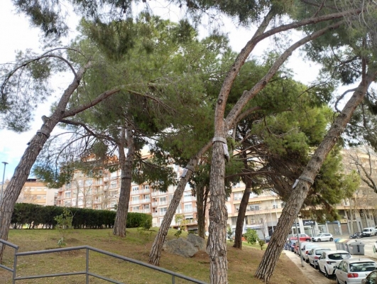 Terrassa activa una nova campanya de control de l’eruga processionària als parcs i jardins