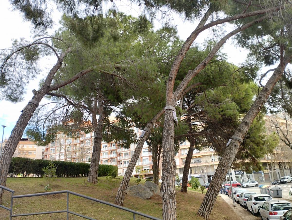 Terrassa activa una nova campanya de control de l’eruga processionària als parcs i jardins
