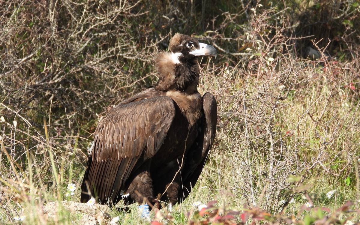 El Parc Natural dels Ports allibera els primers vuit exemplars de voltor negre